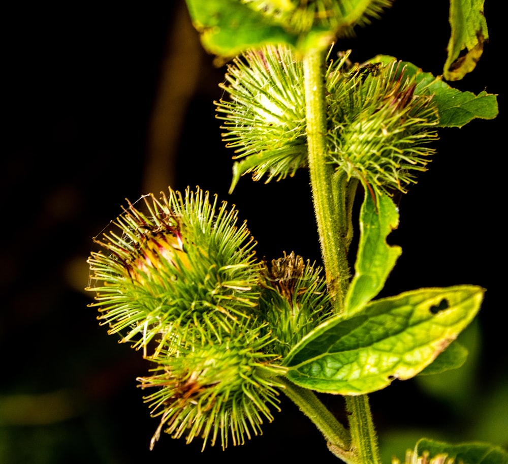 a close up of a plant with lots of leaves