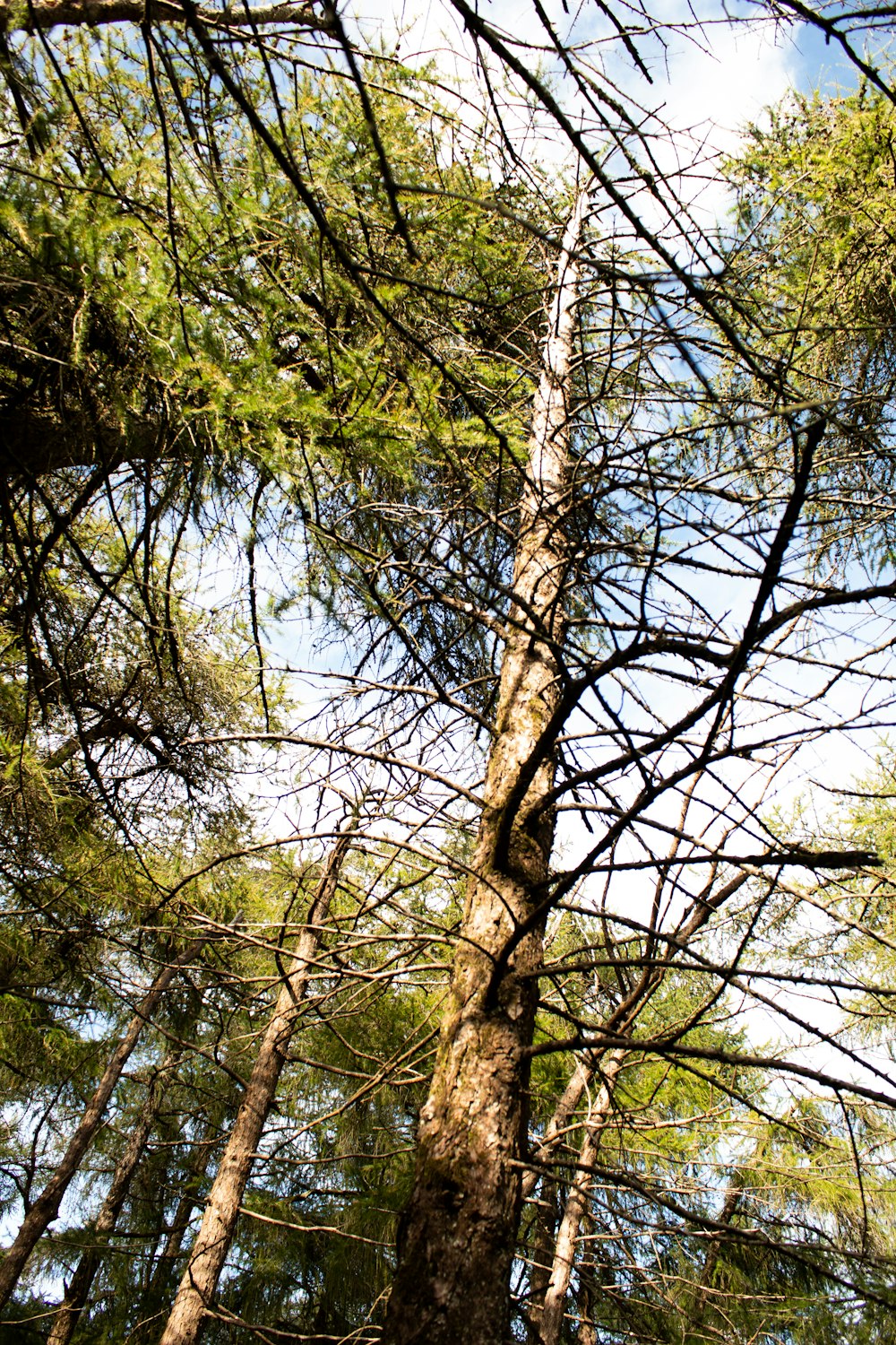 a view of a tall tree in a forest