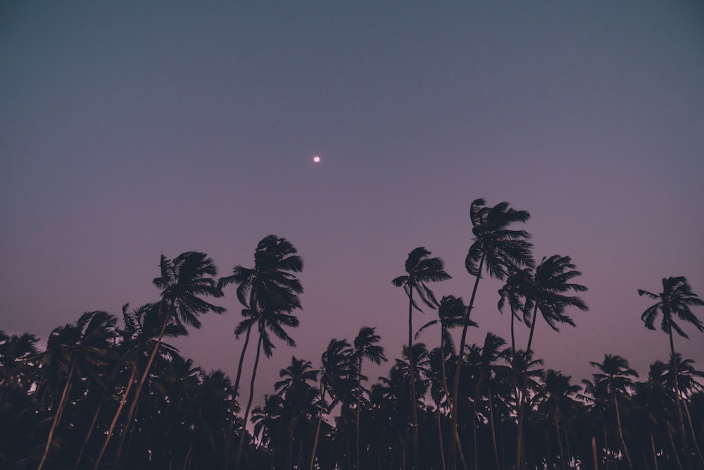a group of palm trees with the moon in the background