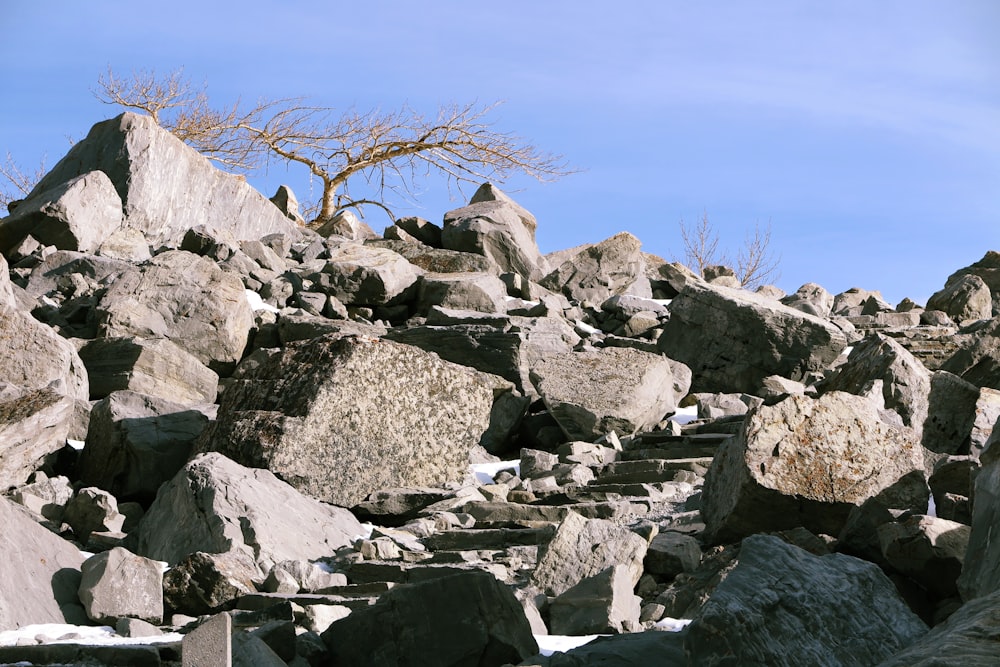 a tree is standing on top of a pile of rocks