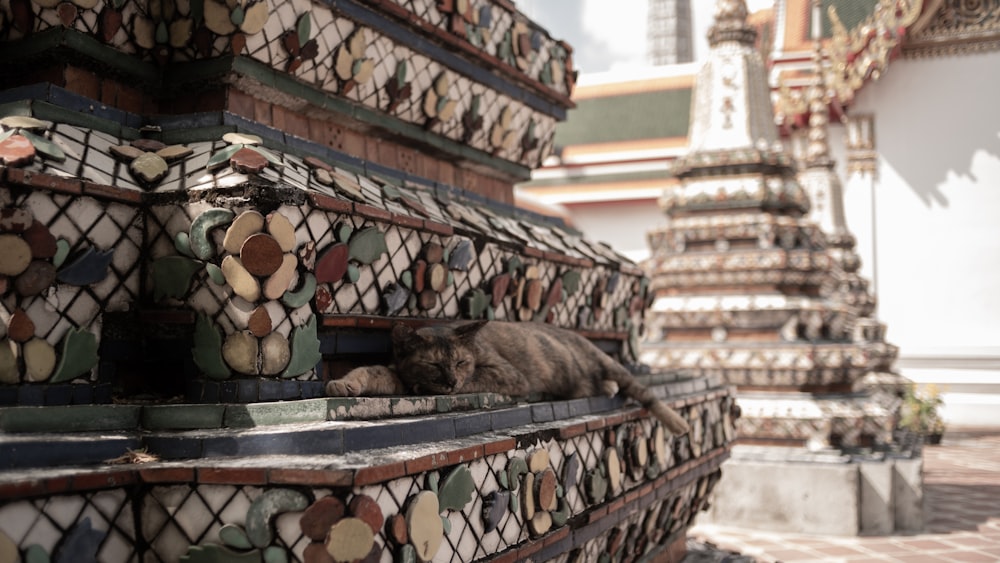 a cat laying on top of a pile of tiles