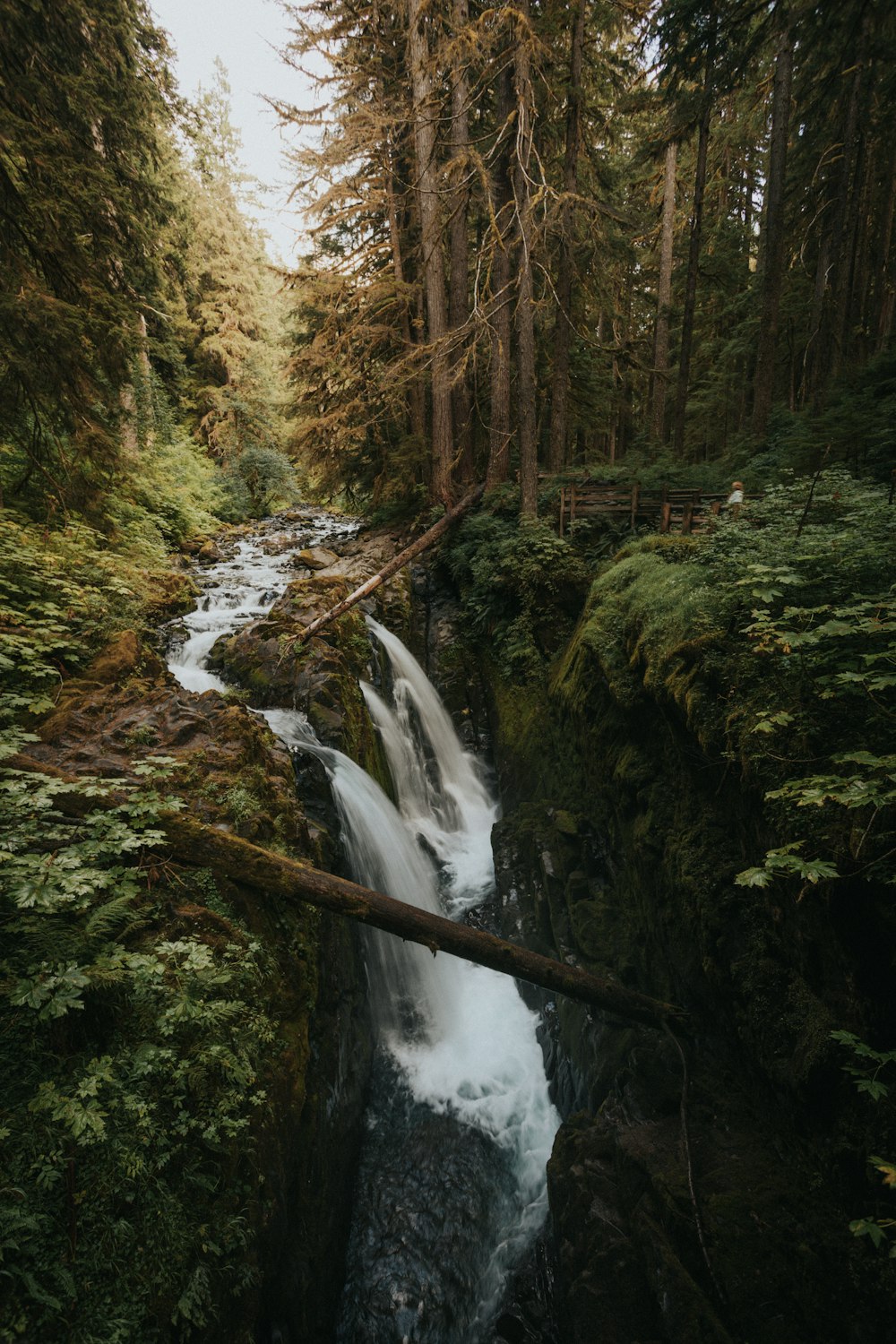 a river running through a lush green forest