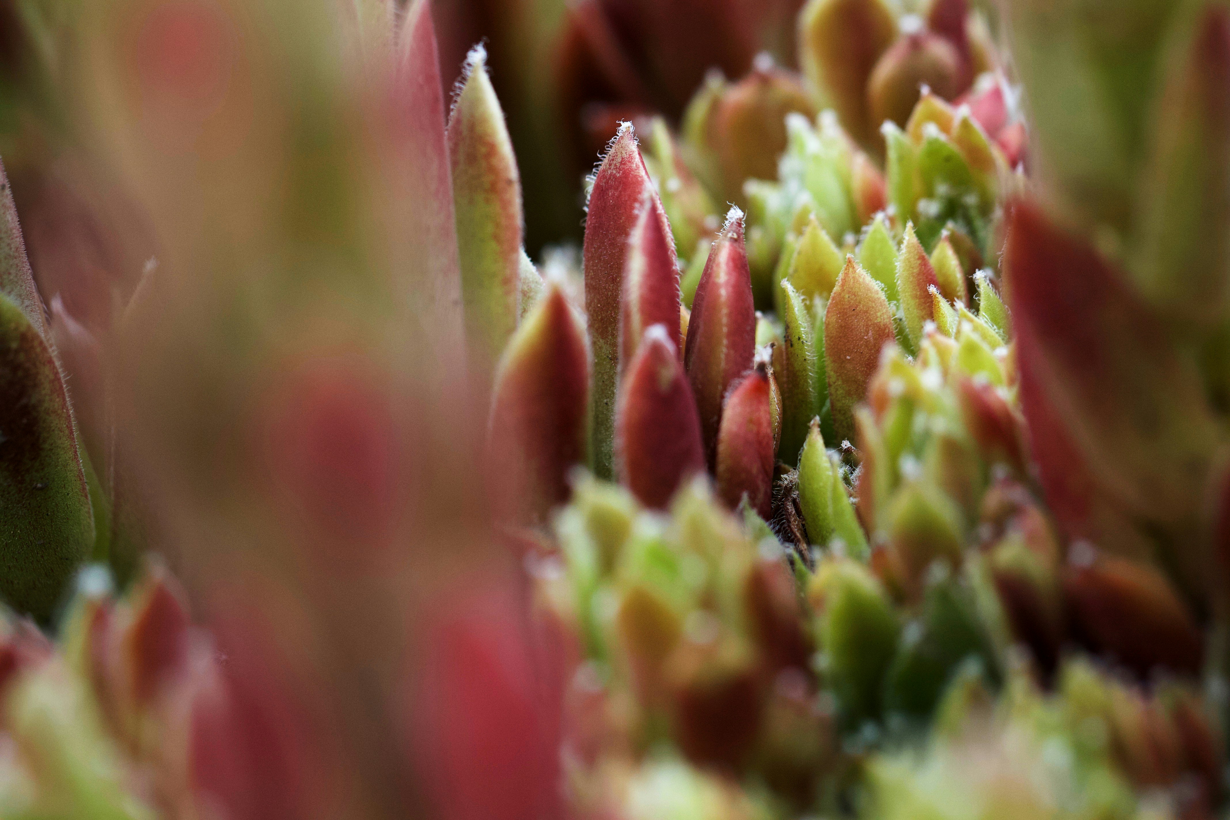 a close up of a bunch of plants with snow on them