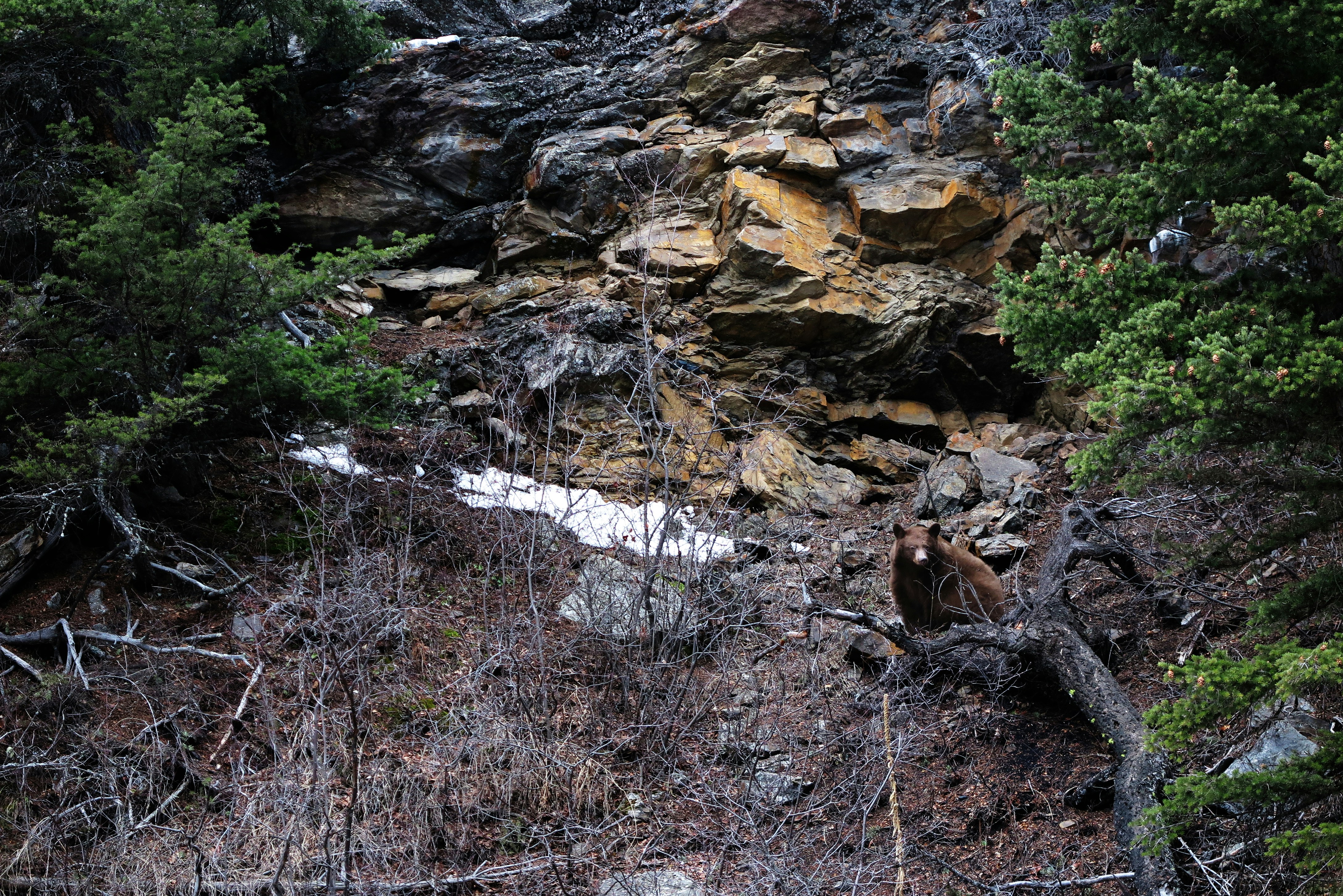 a brown bear standing on top of a rocky hillside