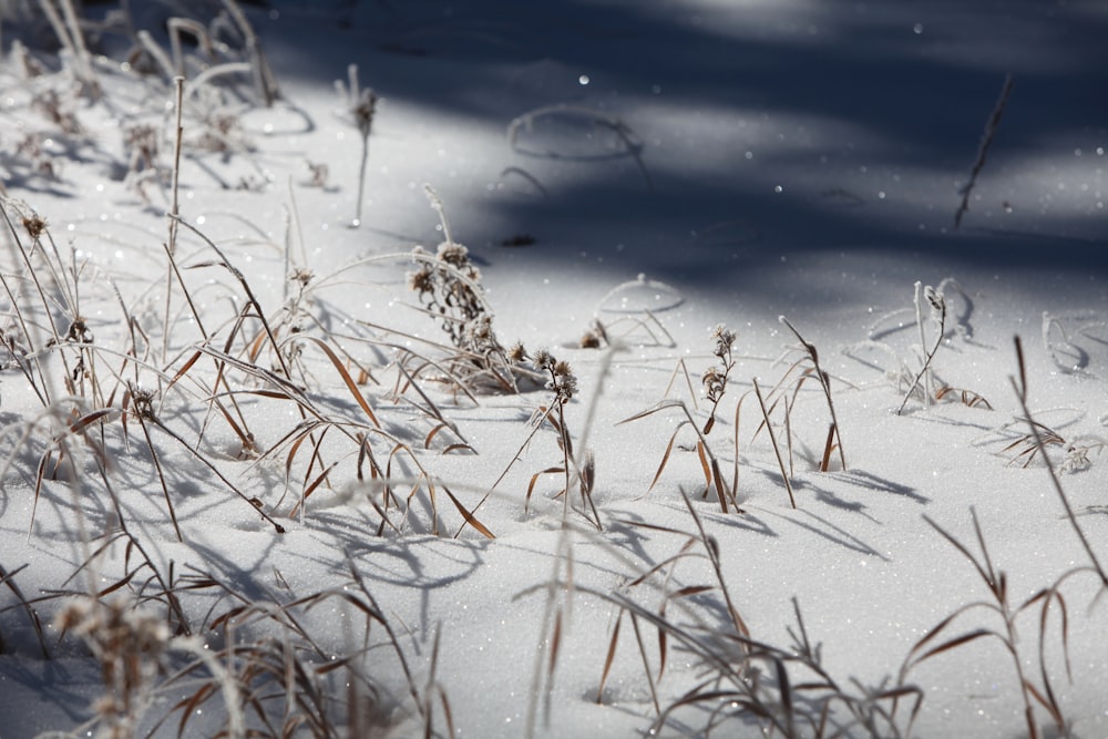 the grass is covered in snow on a sunny day