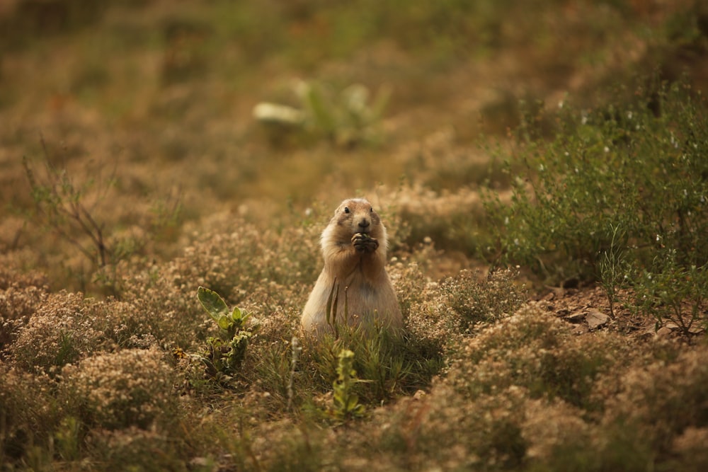 a small animal standing on its hind legs in a field