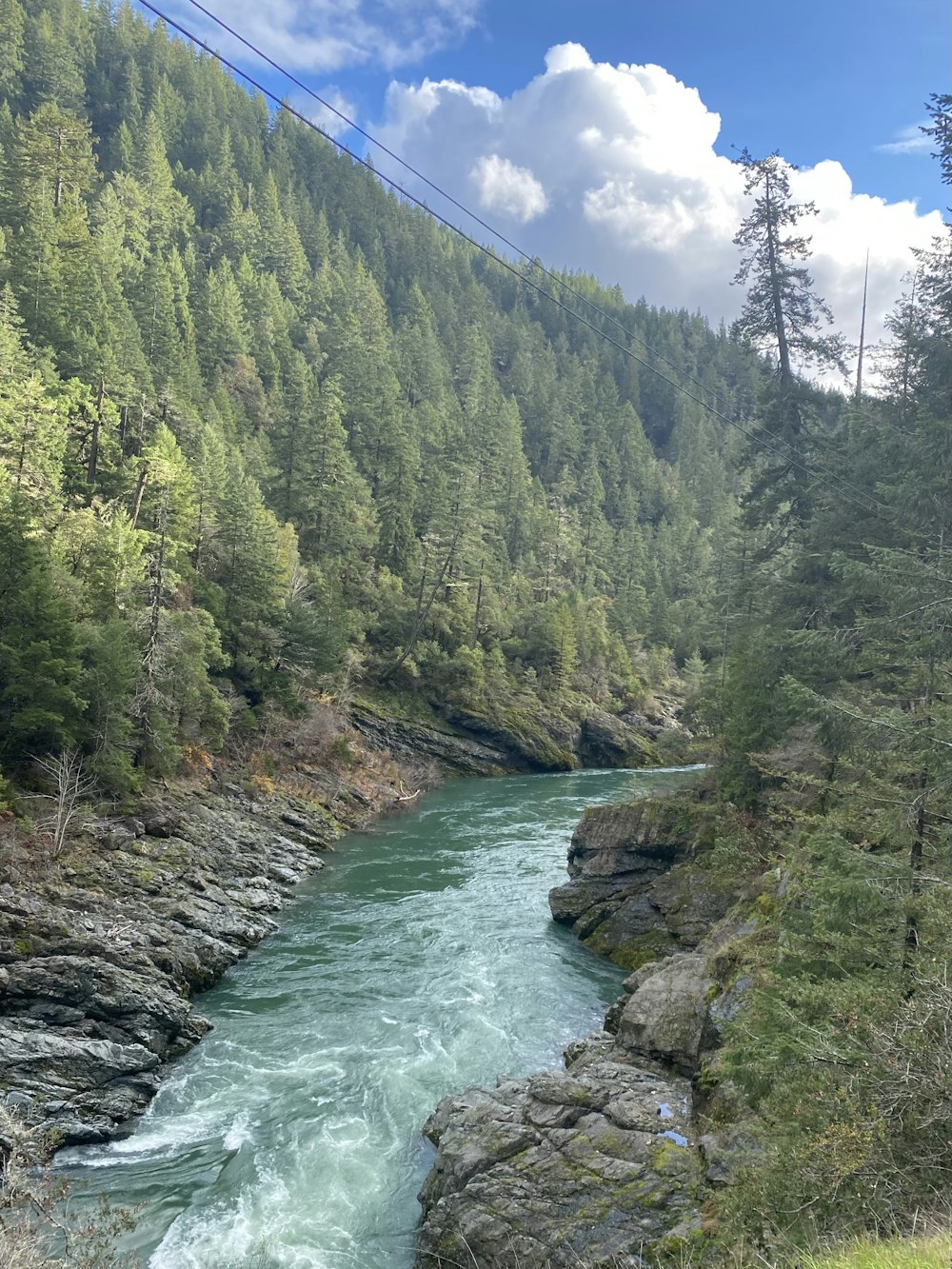 a river running through a lush green forest