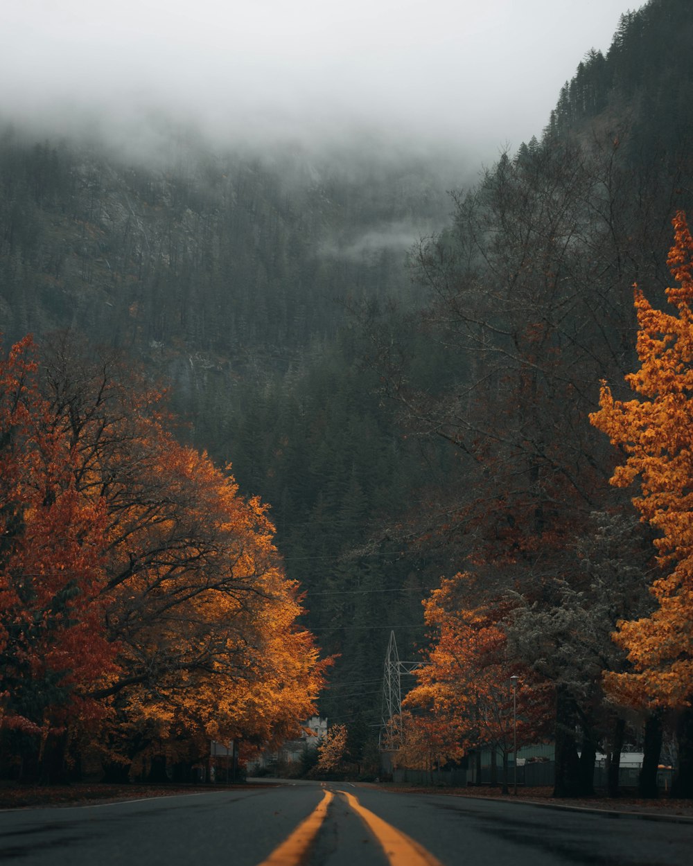 a road surrounded by trees with yellow leaves