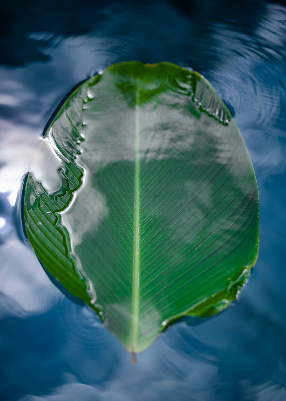 a green leaf floating on top of a body of water