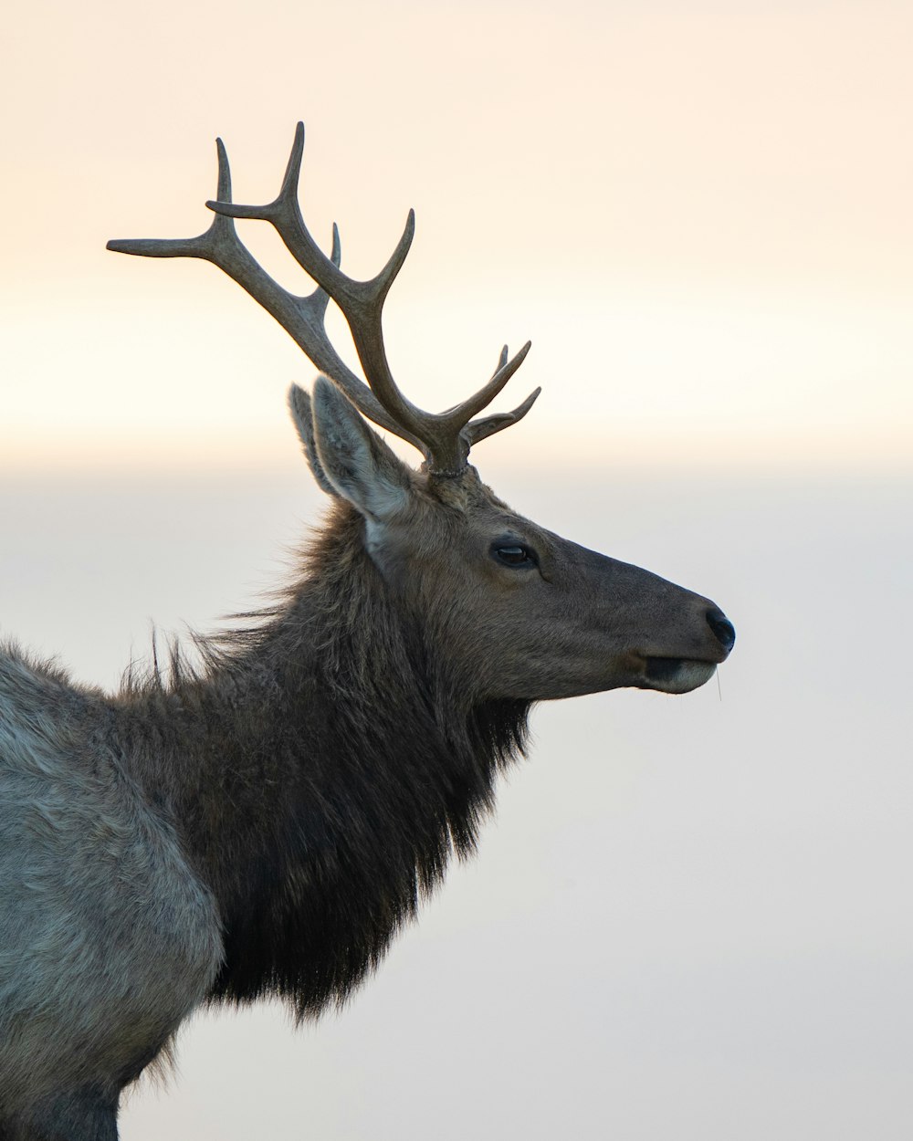 a close up of a deer with antlers on it's head