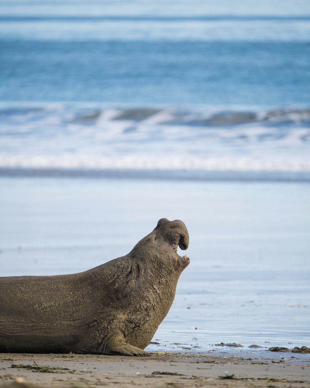 a seal sitting on the beach next to the ocean