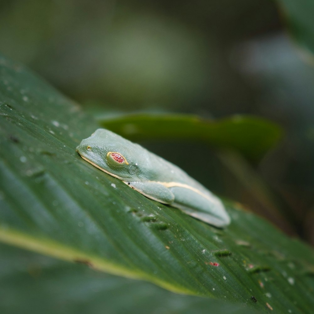 a close up of a leaf with a bug on it