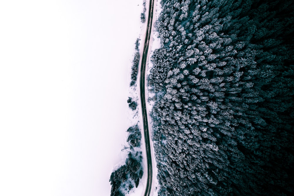 an aerial view of a road through a forest