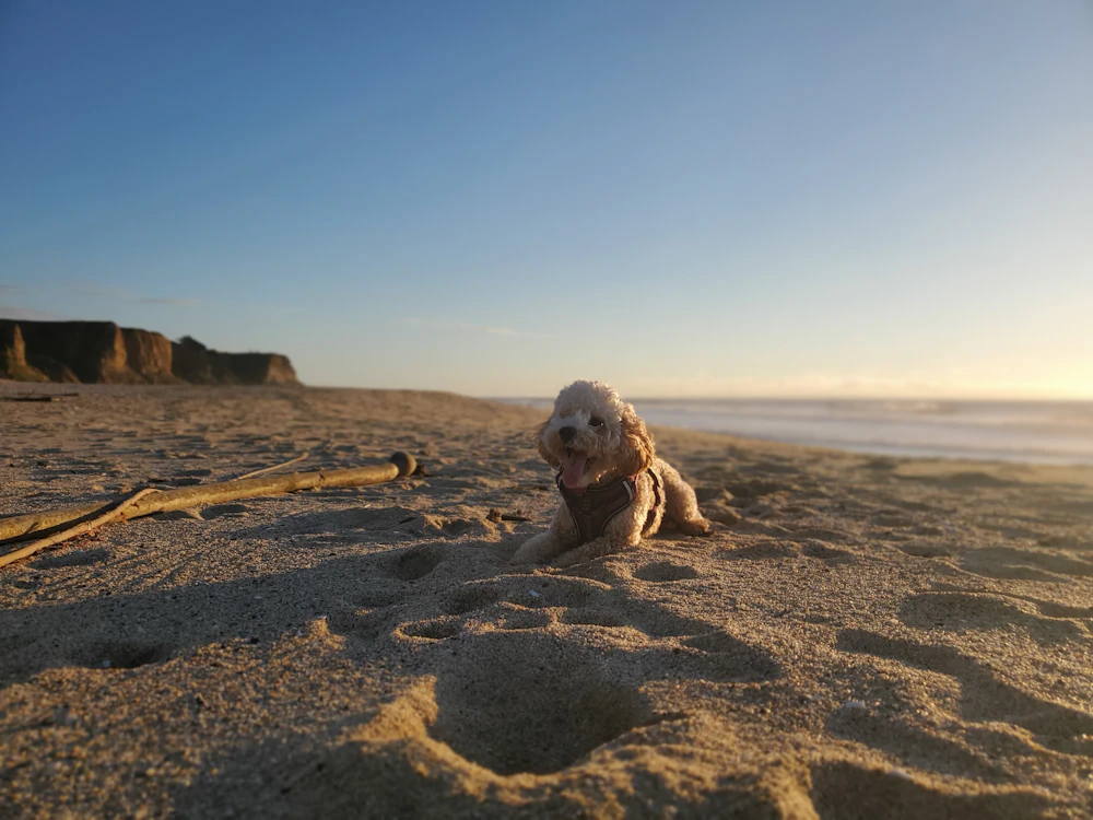 Small dog on the beach at sunset