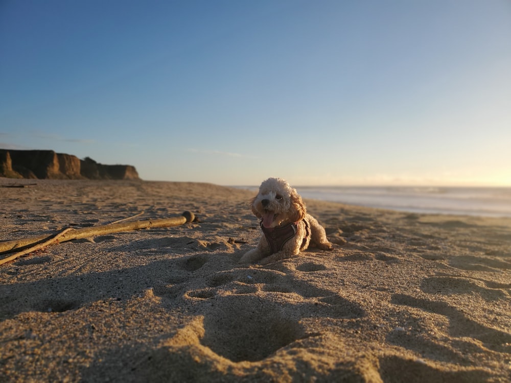 a small dog sitting on top of a sandy beach