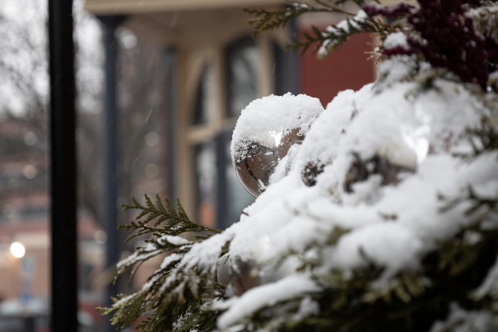 a close up of a snow covered plant