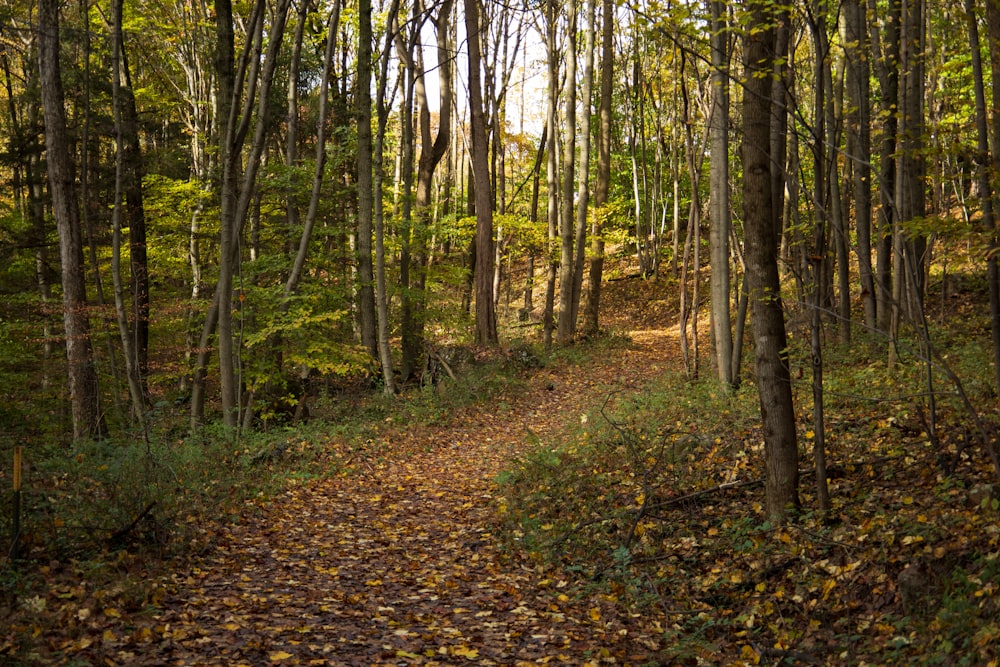 a path in the woods with lots of leaves on the ground