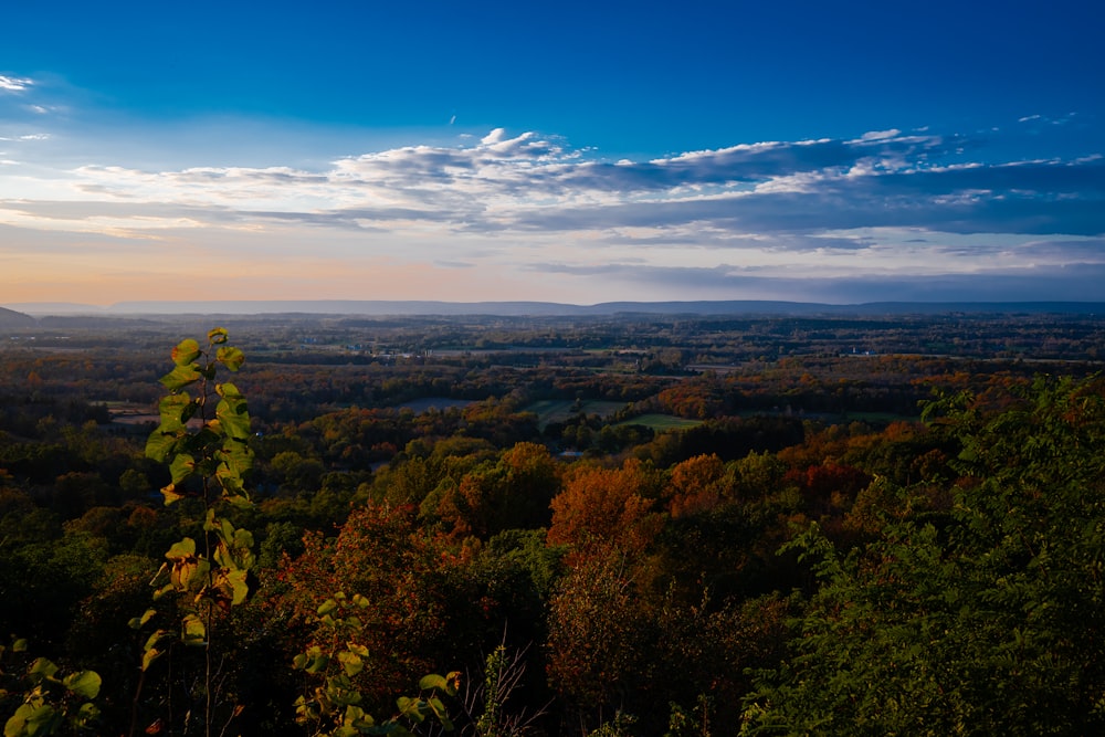 a view of a valley with trees in the foreground