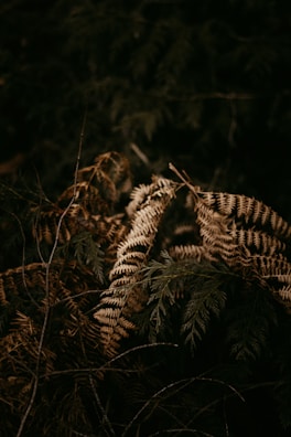 Playful footprint trail weaving through a textured paper background in forest green tones.