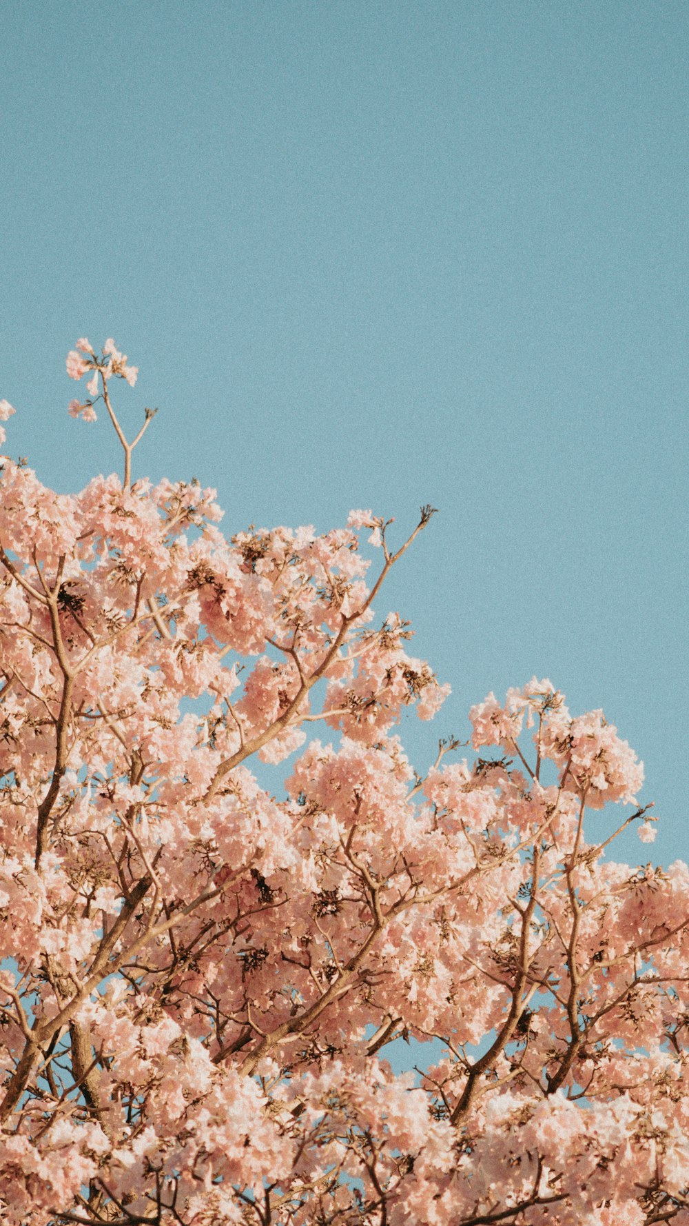 a tree with pink flowers and a blue sky in the background