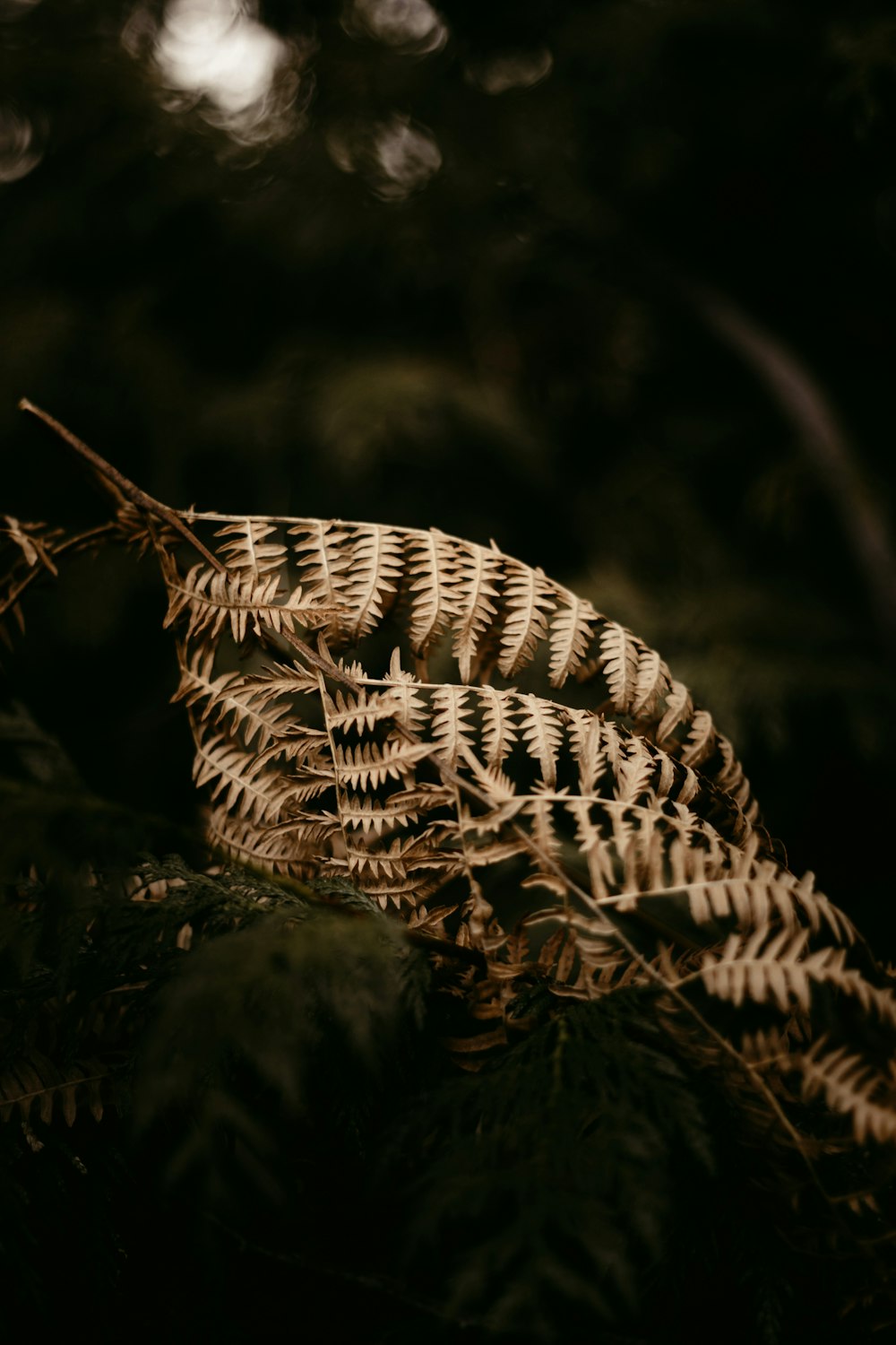 a close up of a fern leaf in the dark