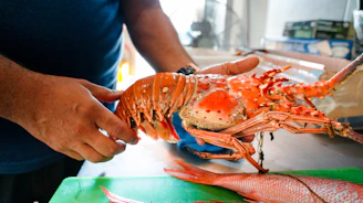 a person holding a lobster on a table