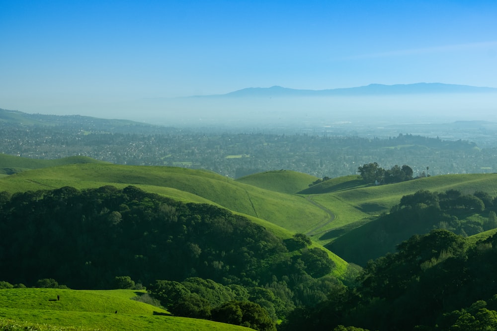 a lush green hillside covered in lots of trees