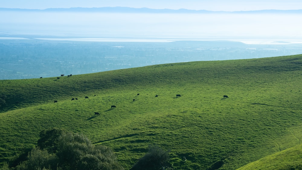 una collina erbosa con alcune mucche che pascolano su di essa