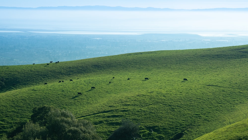 una colina cubierta de hierba con algunas vacas pastando en ella