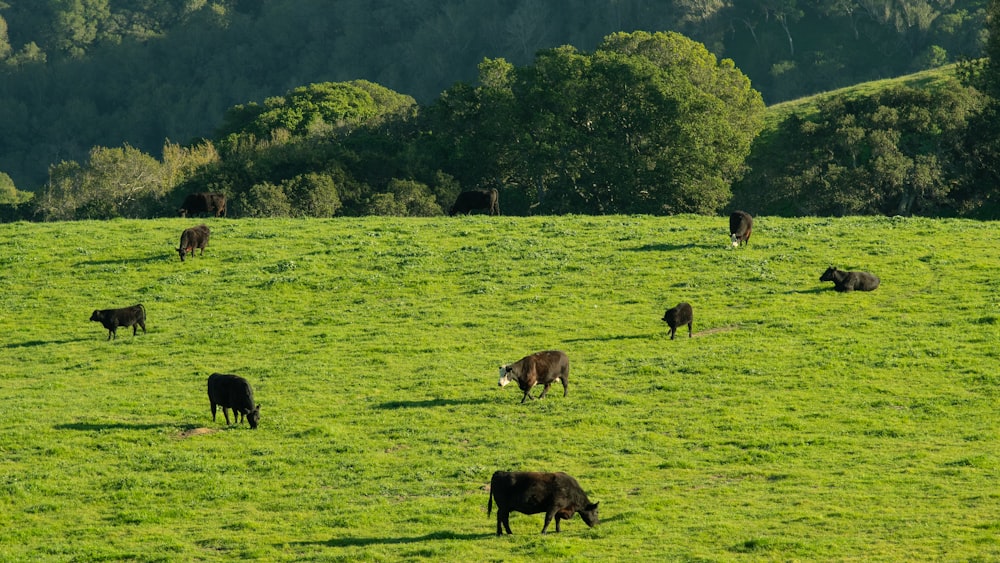 a herd of cattle grazing on a lush green hillside