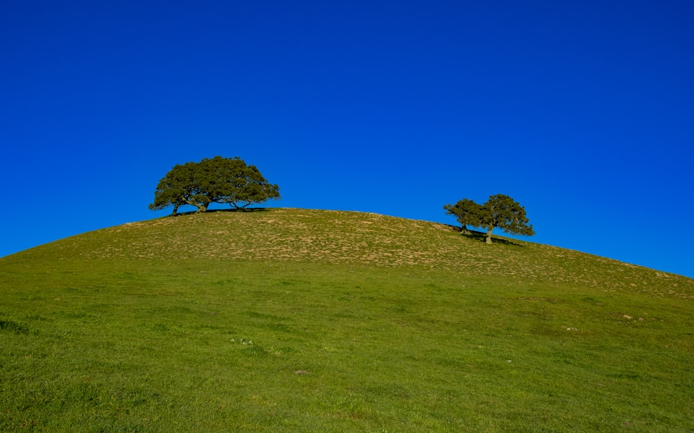 a grassy hill with two trees on top of it