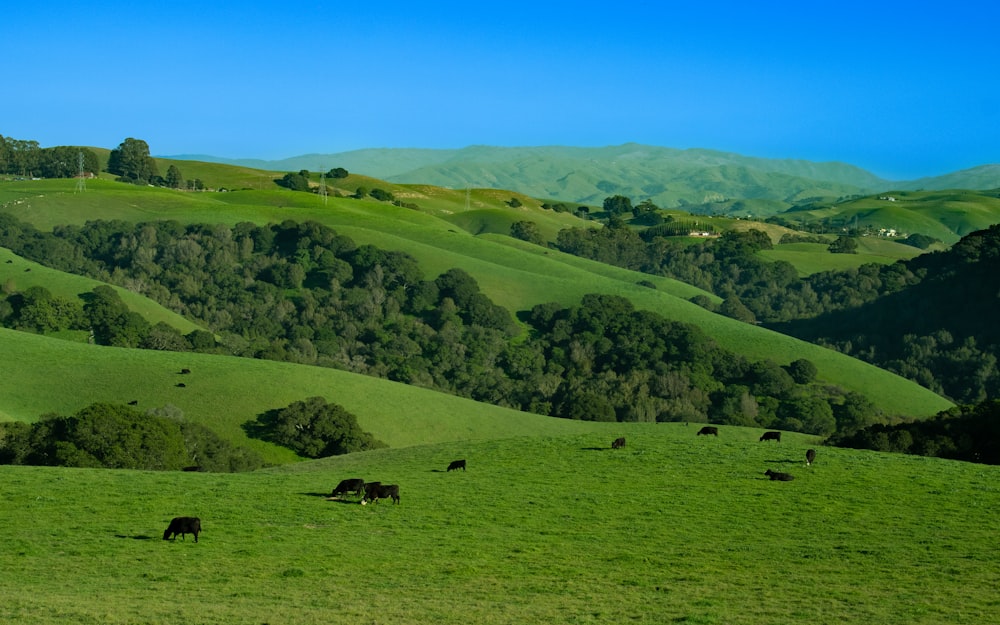 a herd of cattle grazing on a lush green hillside