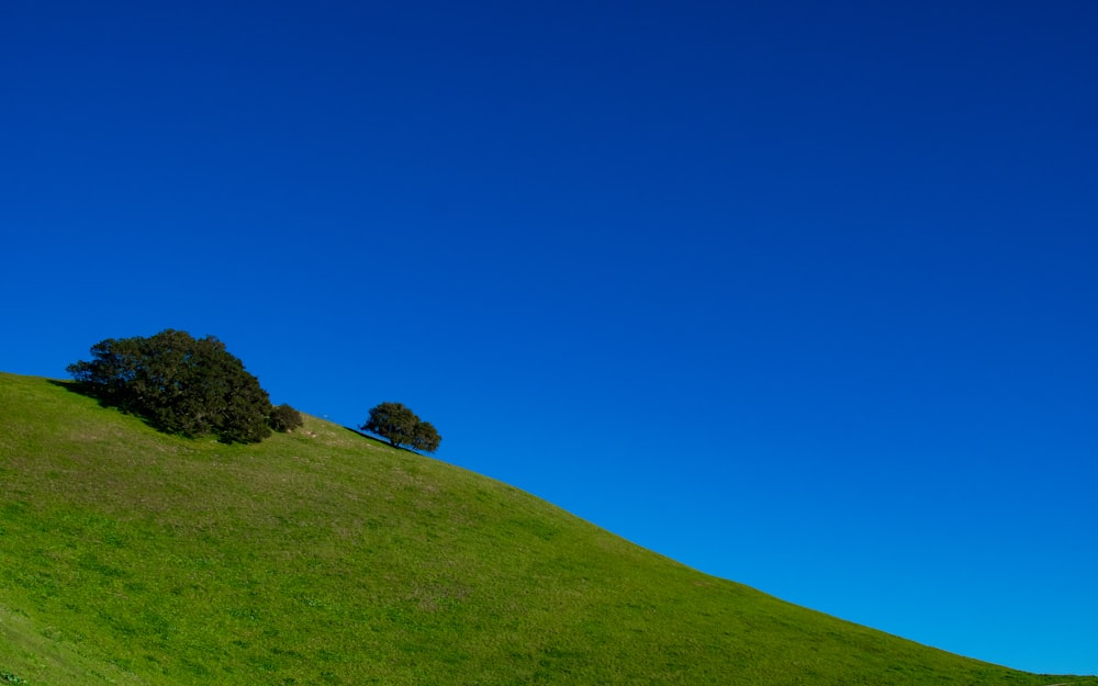 Dos árboles en una colina cubierta de hierba bajo un cielo azul