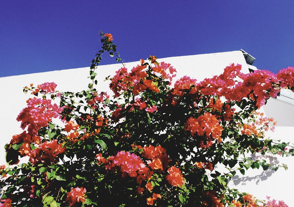 a tree with red flowers in front of a white building