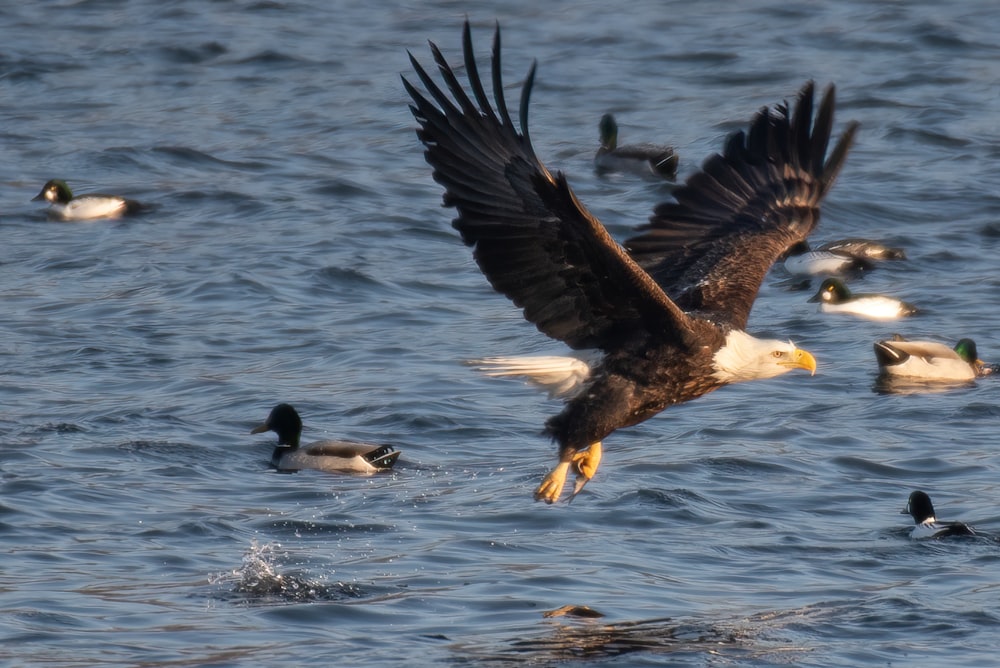 a large eagle flying over a body of water