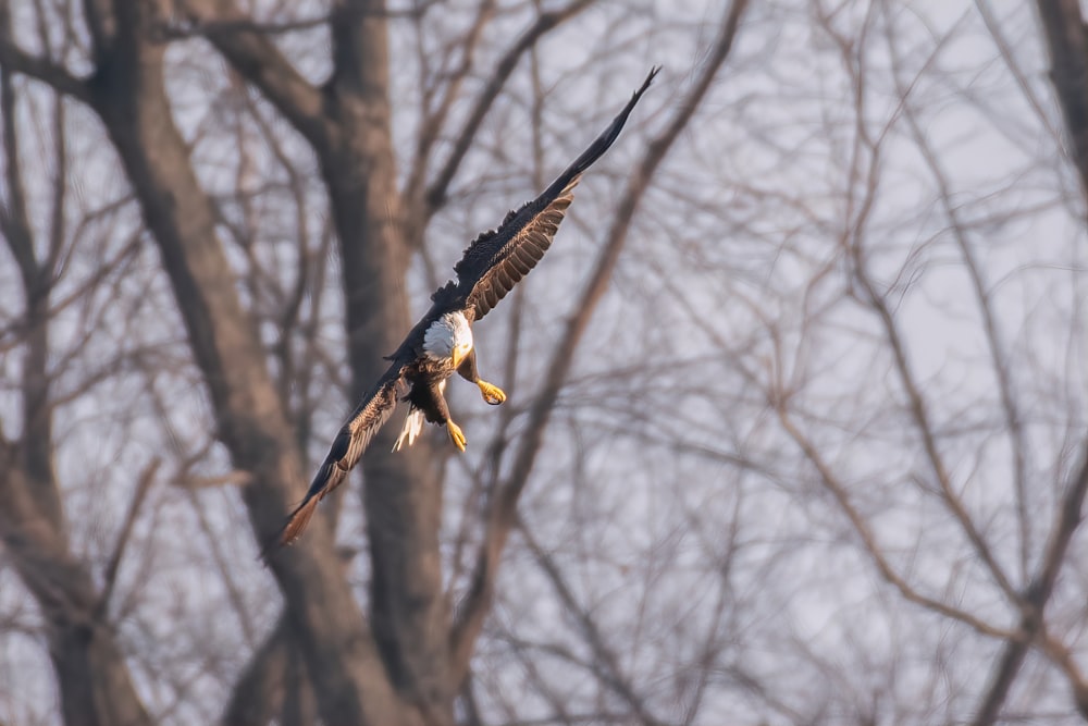 a bald eagle flying over a forest filled with trees