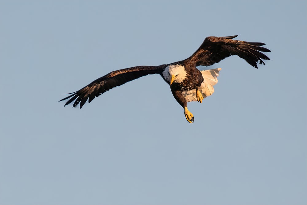 a bald eagle soaring through a blue sky