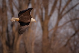 A bald eagle is captured in mid-flight, its wings spread as it glides through the air. The background consists of bare trees with a muted, brownish tone, suggesting a late autumn or winter setting. The eagle's sharp beak and distinctive white head stand out against the darker feathers of its body.