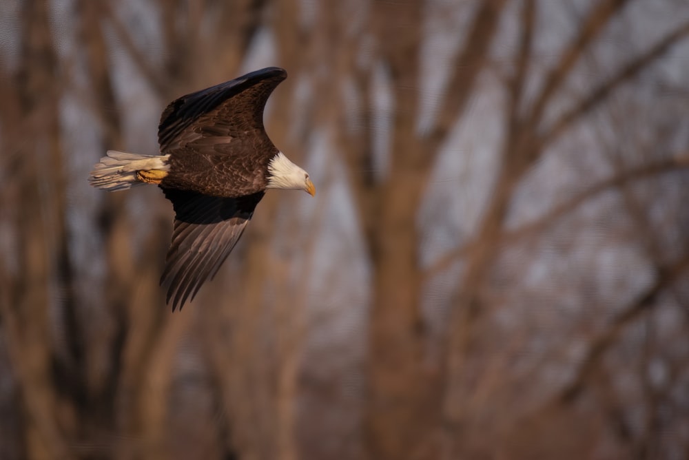 a bald eagle flying in front of trees