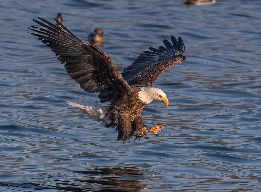 a bald eagle flying over a body of water