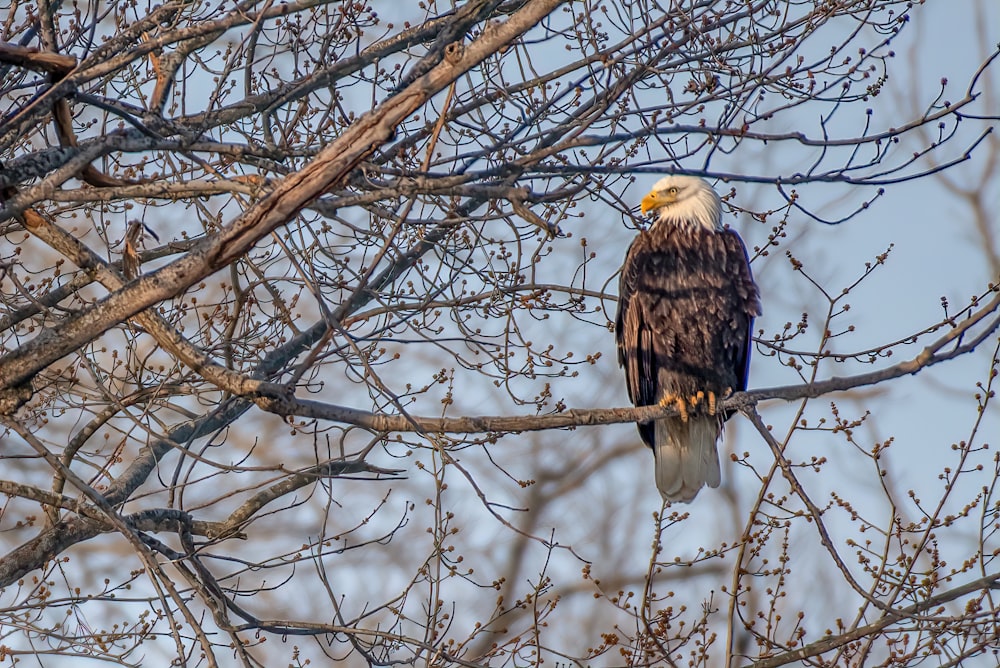 a bald eagle perched on a tree branch