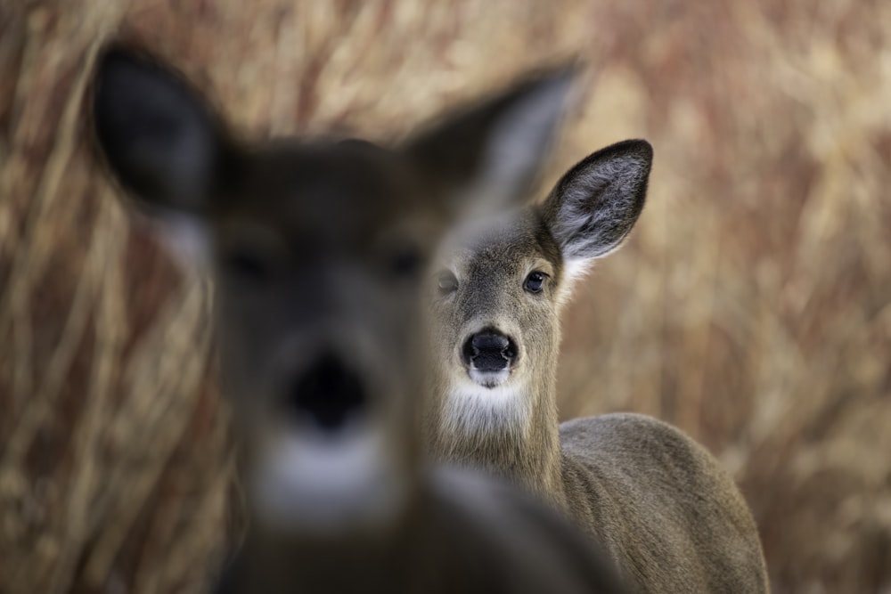 a couple of deer standing next to each other