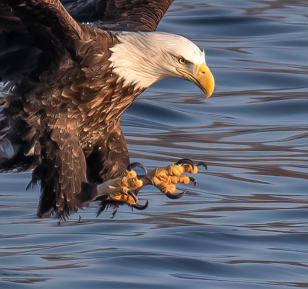 a bald eagle flying over a body of water