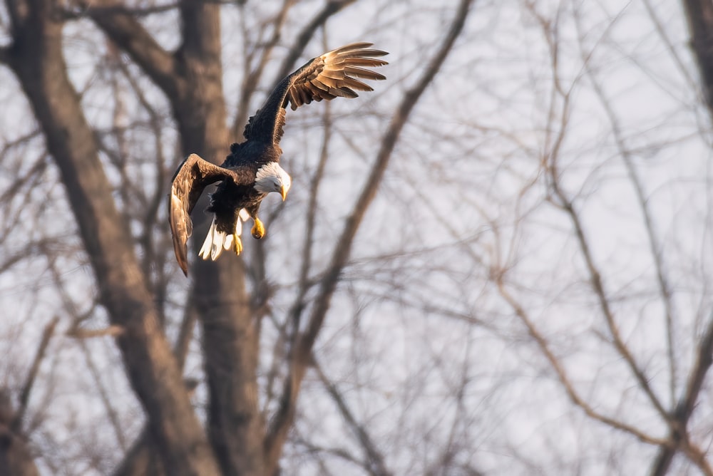 a bald eagle flying through a tree filled with leaves