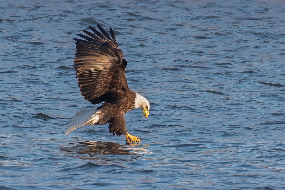 a bald eagle flying over a body of water