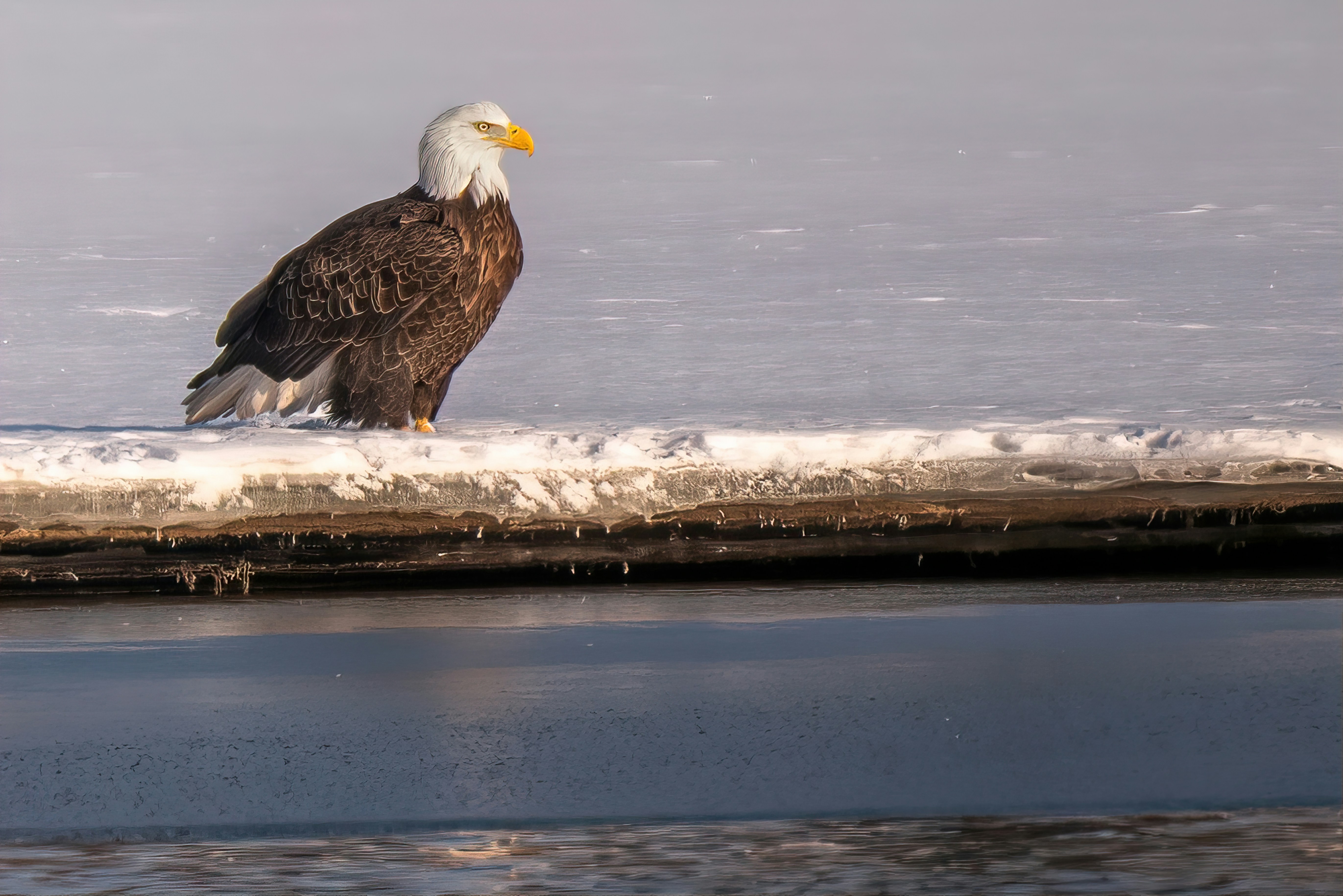 a bald eagle sitting on the edge of a dock