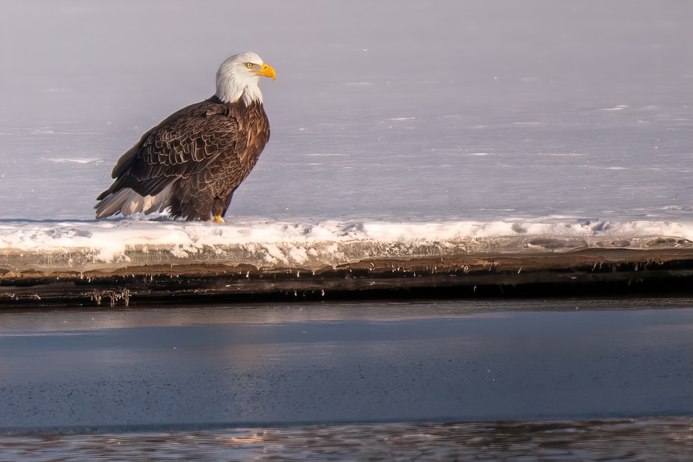 a bald eagle sitting on the edge of a dock