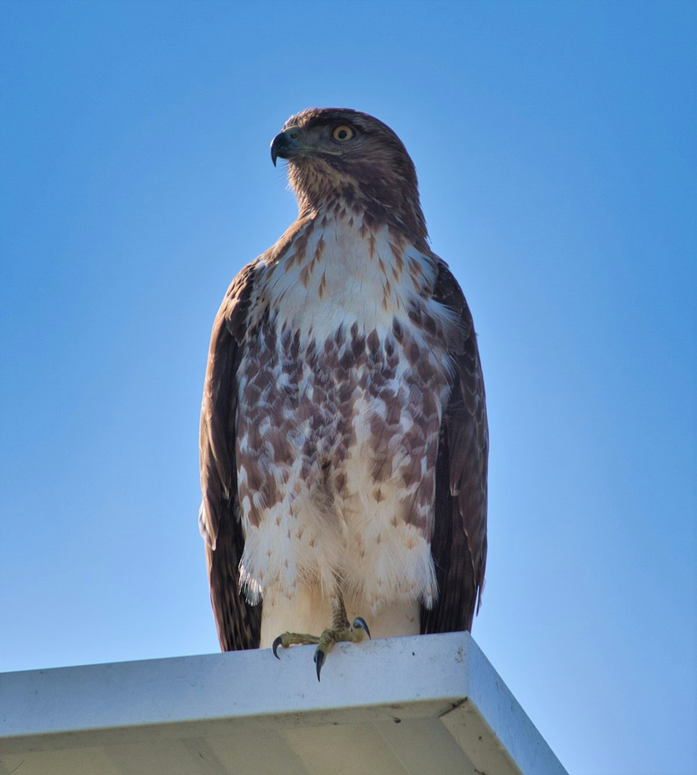 a bird of prey sitting on top of a roof