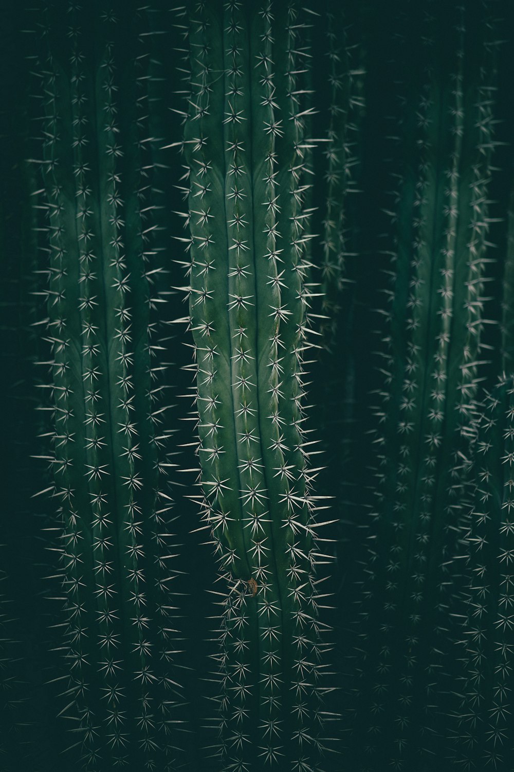 a close up of a green cactus plant