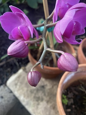 An orchid plant with vibrant purple flowers and buds extends over terracotta pots. The petals exhibit a delicate texture and the stems are slender. The pots are set on a stone surface with dark soil visible in the background.